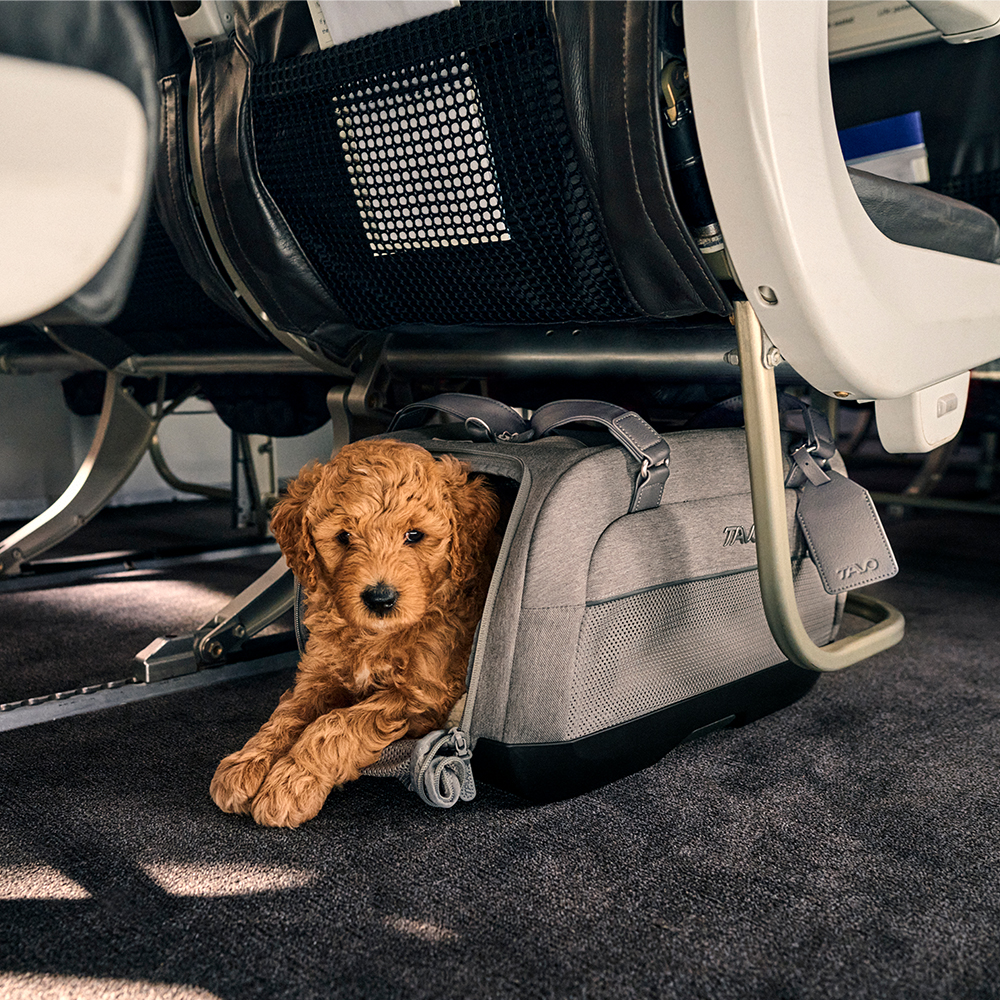 Transporte para mascotas Dupree II de Tavo